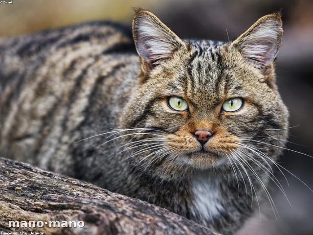 Torre rascador para gatos — 1