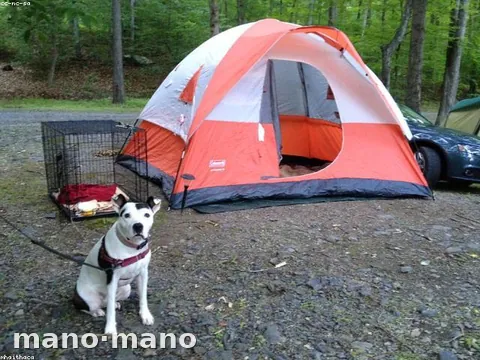 Jaula transportadora grande