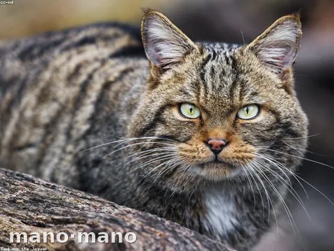 Torre rascador para gatos